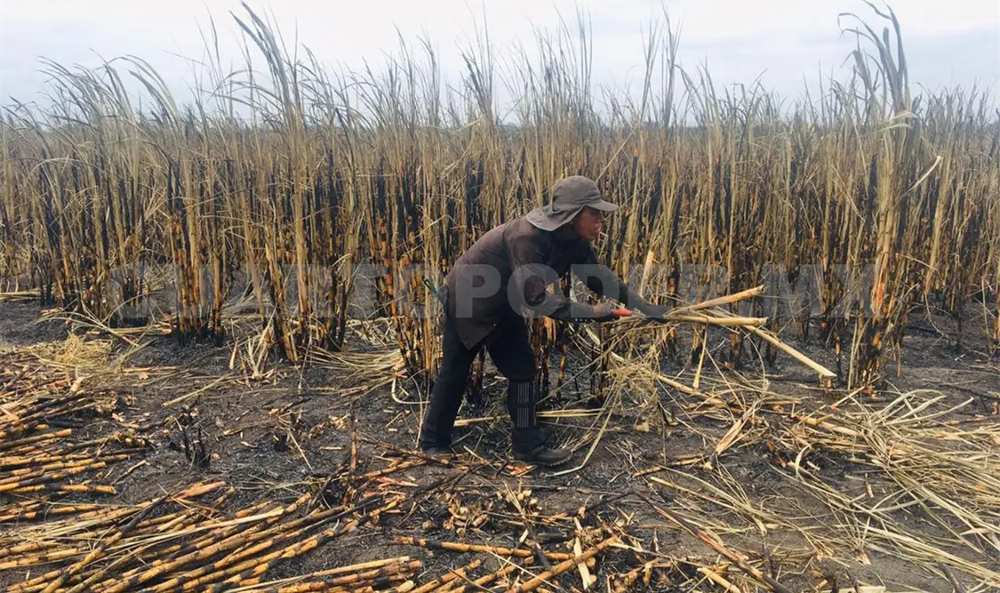El funcionario federal indicó que son 15 estados donde se produce más caña de azúcar. Guillermo Ramos / CP