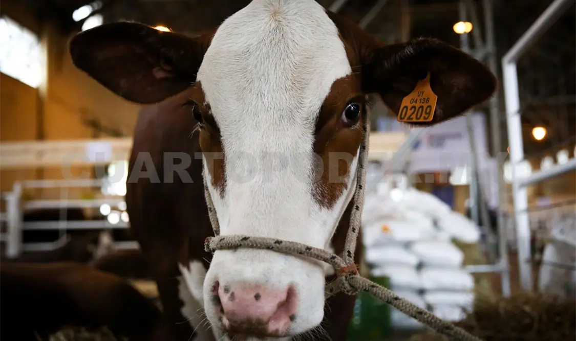 Los becerros se venden para engorda en otras partes del país. Diego Pérez / CP