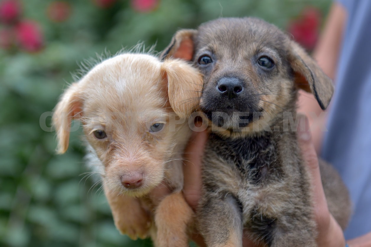 Parvovirus en perros: amenaza silenciosa