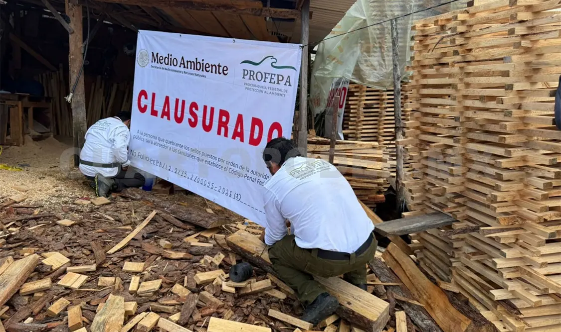 Incautan más de 17 mil metros cúbicos de madera de pino y equipos de tala no autorizados. Cortesía