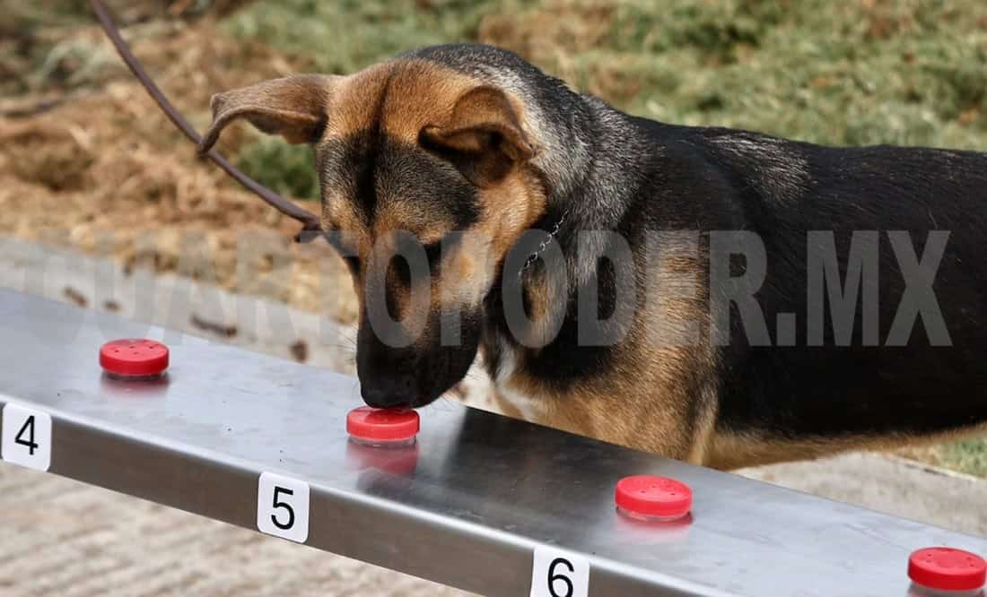 Binomios caninos para combatir gusano barrenador