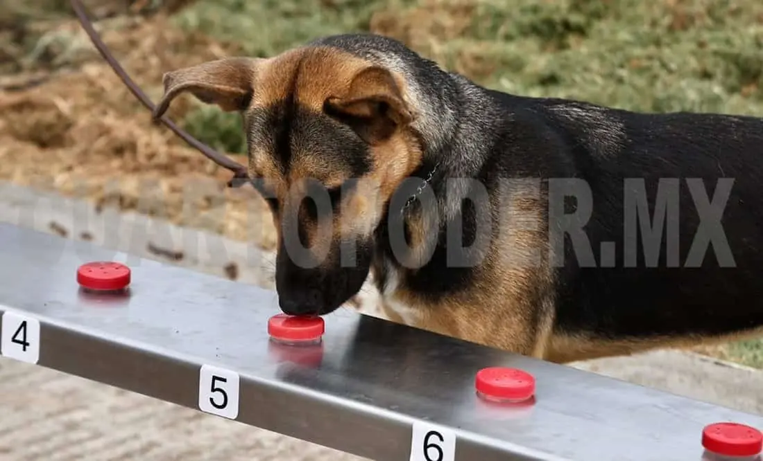 Binomios caninos para combatir gusano barrenador