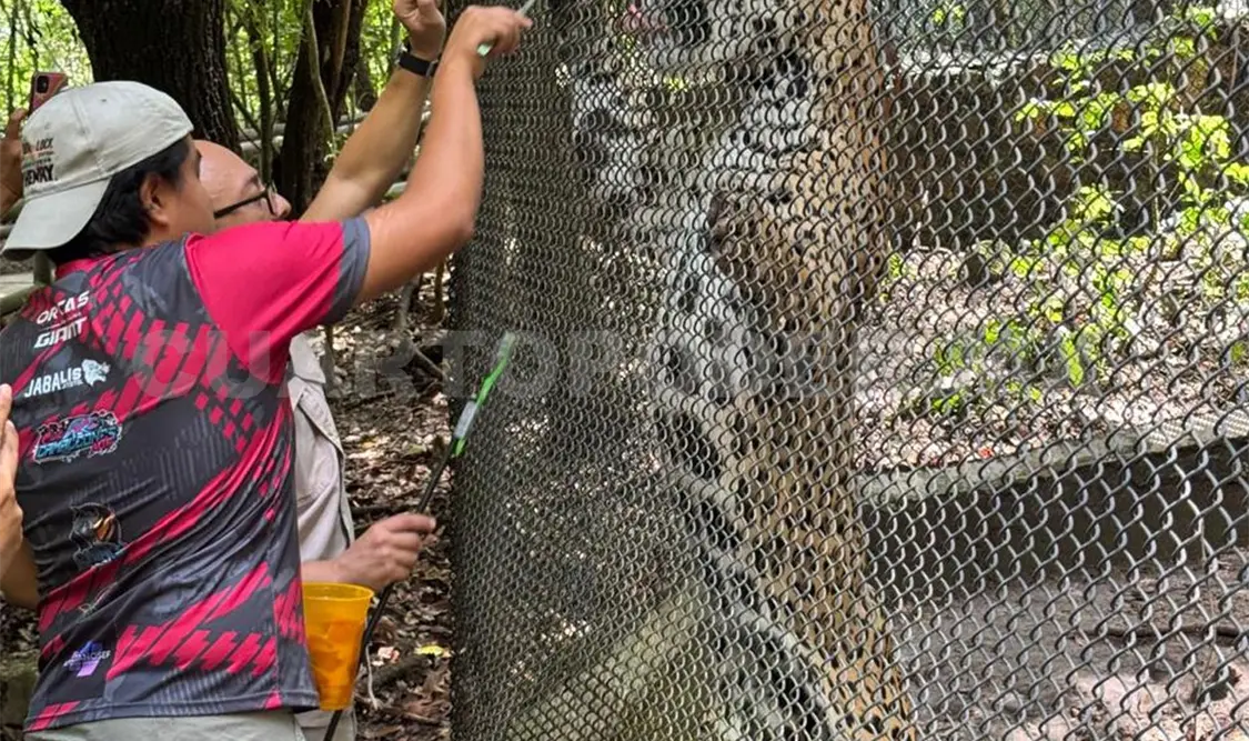 El entrenamiento con el jaguar ha cautivado a la población. Cortesía