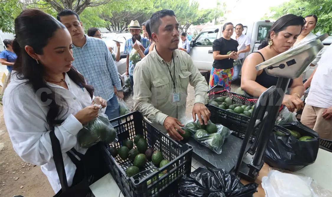 Reiteraron la necesidad de contar con bodegas y plantas seleccionadoras para cumplir con todo el ciclo de venta del aguacate. Diego Pérez / CP
