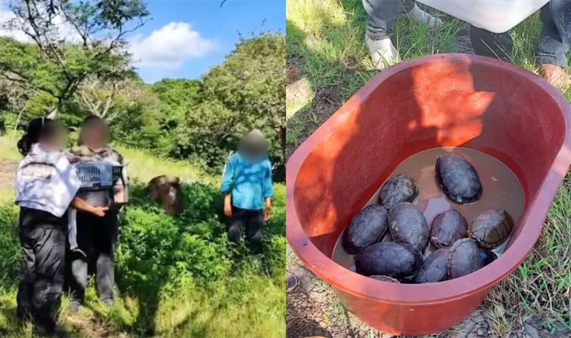 Profepa libera a reptiles y tlacuaches rescatados