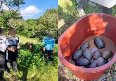 Profepa libera a reptiles y tlacuaches rescatados