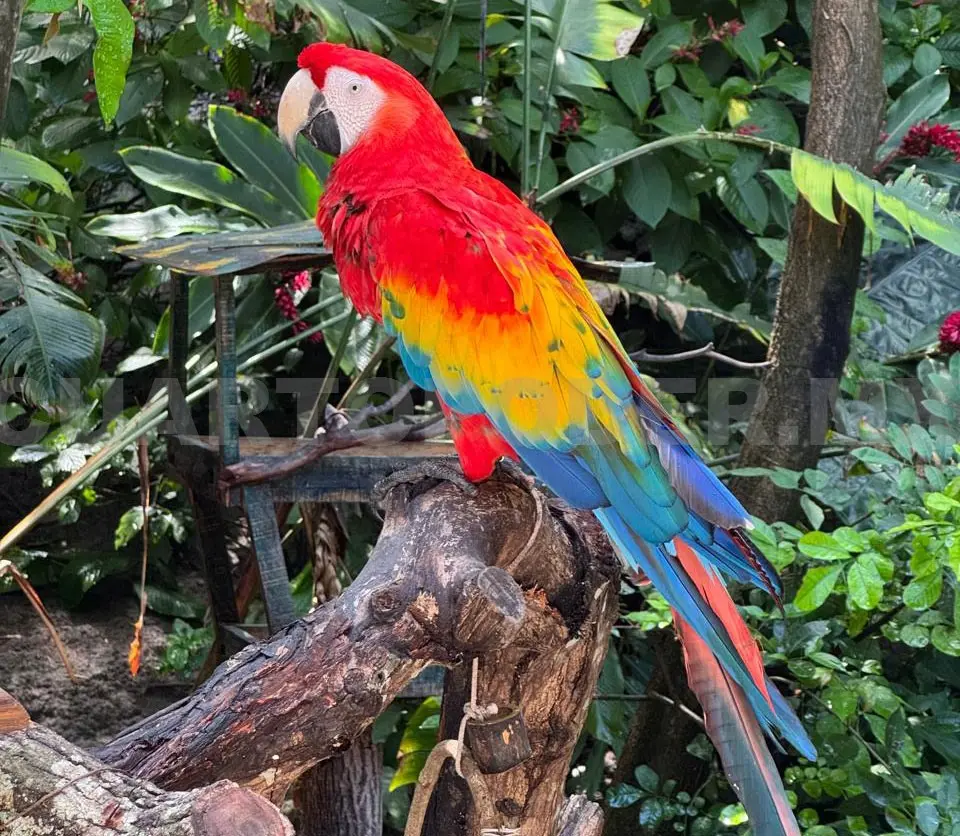 Las 14 especies de psitácidos en Chiapas están en riesgo, de acuerdo con autoridades ambientales. Diego Pérez / CP