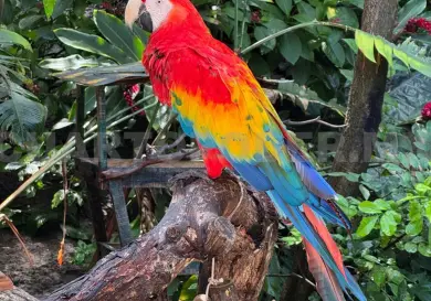 Loros, traficados por facilidad para repetir palabras