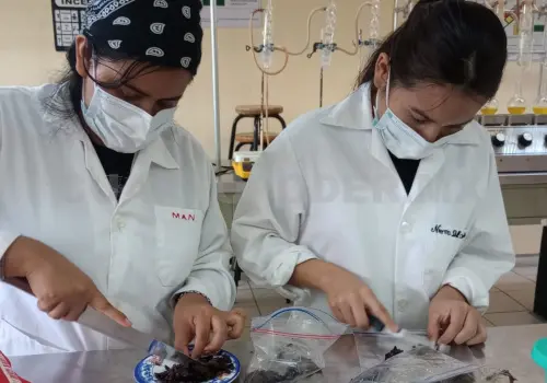 Investigan propiedades de fruto chiapaneco
