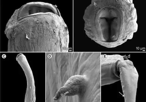 Descubren nueva especie de parásito en peces del río