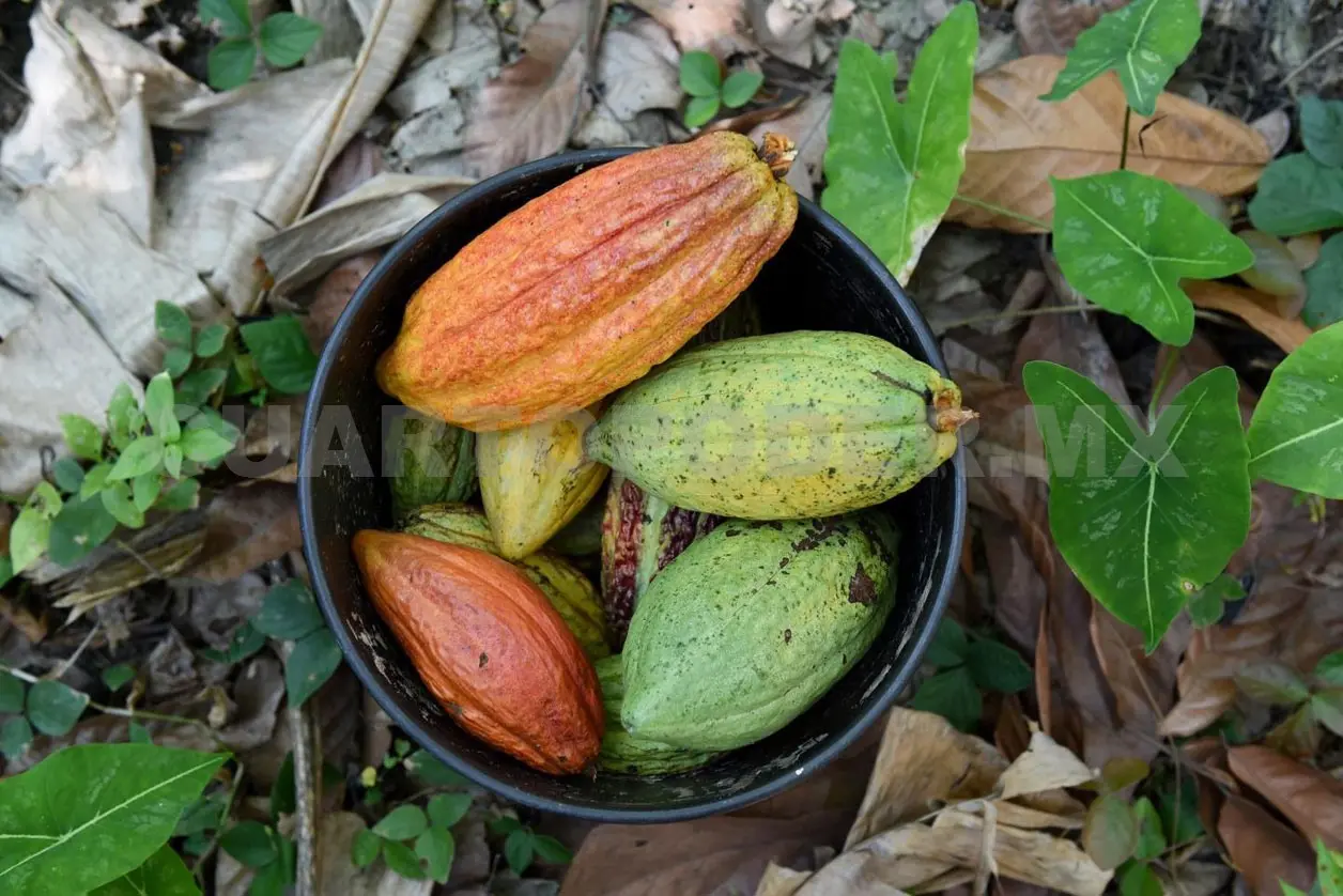 Cacao chiapaneco: tradición, cultura y sustento