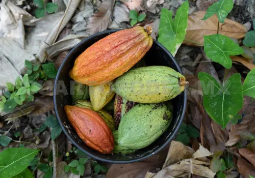 Cacao chiapaneco: tradición, cultura y sustento