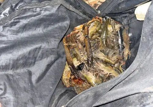 Detienen a ocho por pescar con sustancias tóxicas