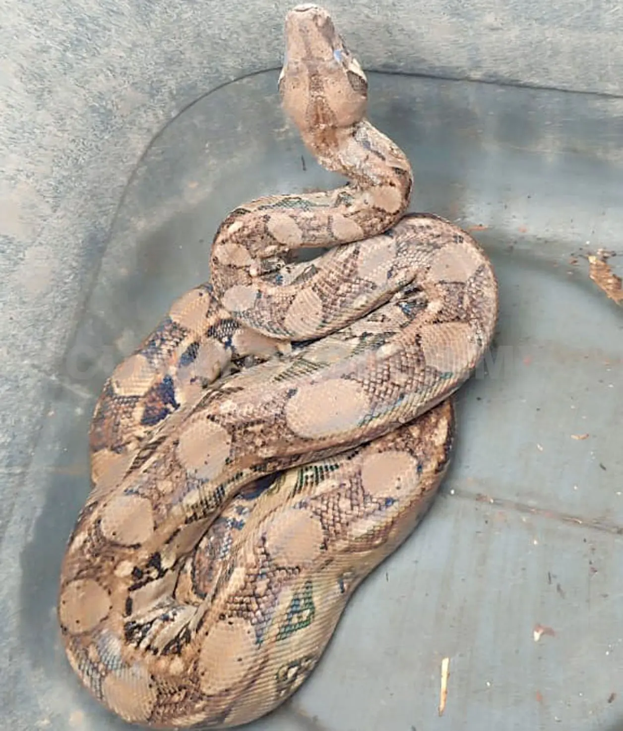 Tras su rescate y valoración se liberaron en su hábitat natural. CP