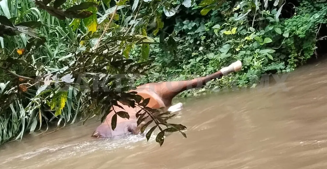 Uno de los caballos se encontraba atorado entre la maleza en el paso del río. Se cree que el otro fue arrastrado por la corriente. Osman Toledo / CP