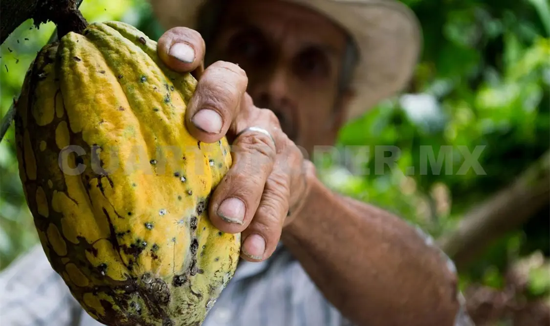 Productores probaron dejar los residuos de la cosecha en el suelo, lo que fue positivo con mayores rendimientos. Diego Pérez / CP