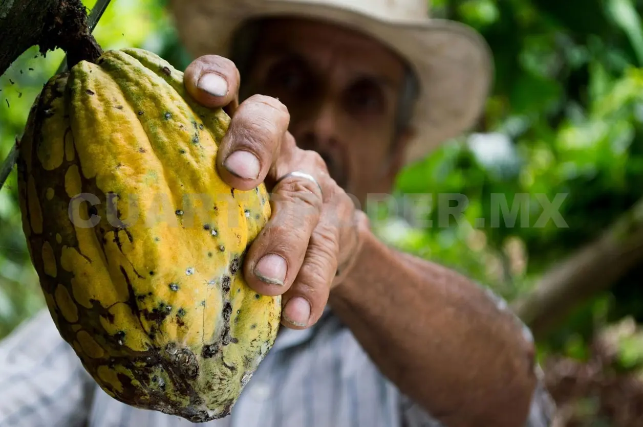 Productores probaron dejar los residuos de la cosecha en el suelo, lo que fue positivo con mayores rendimientos. Diego Pérez / CP  