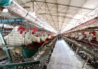 Chiapas muestra avance en producción de huevo y carnes
