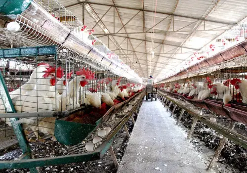Chiapas muestra avance en producción de huevo y carnes