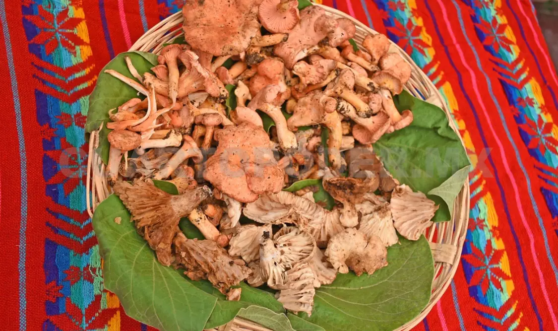 Un evento impulsado por Fungaria en colaboración con el ITAC y otras instituciones. Guillermo Ramos / CP