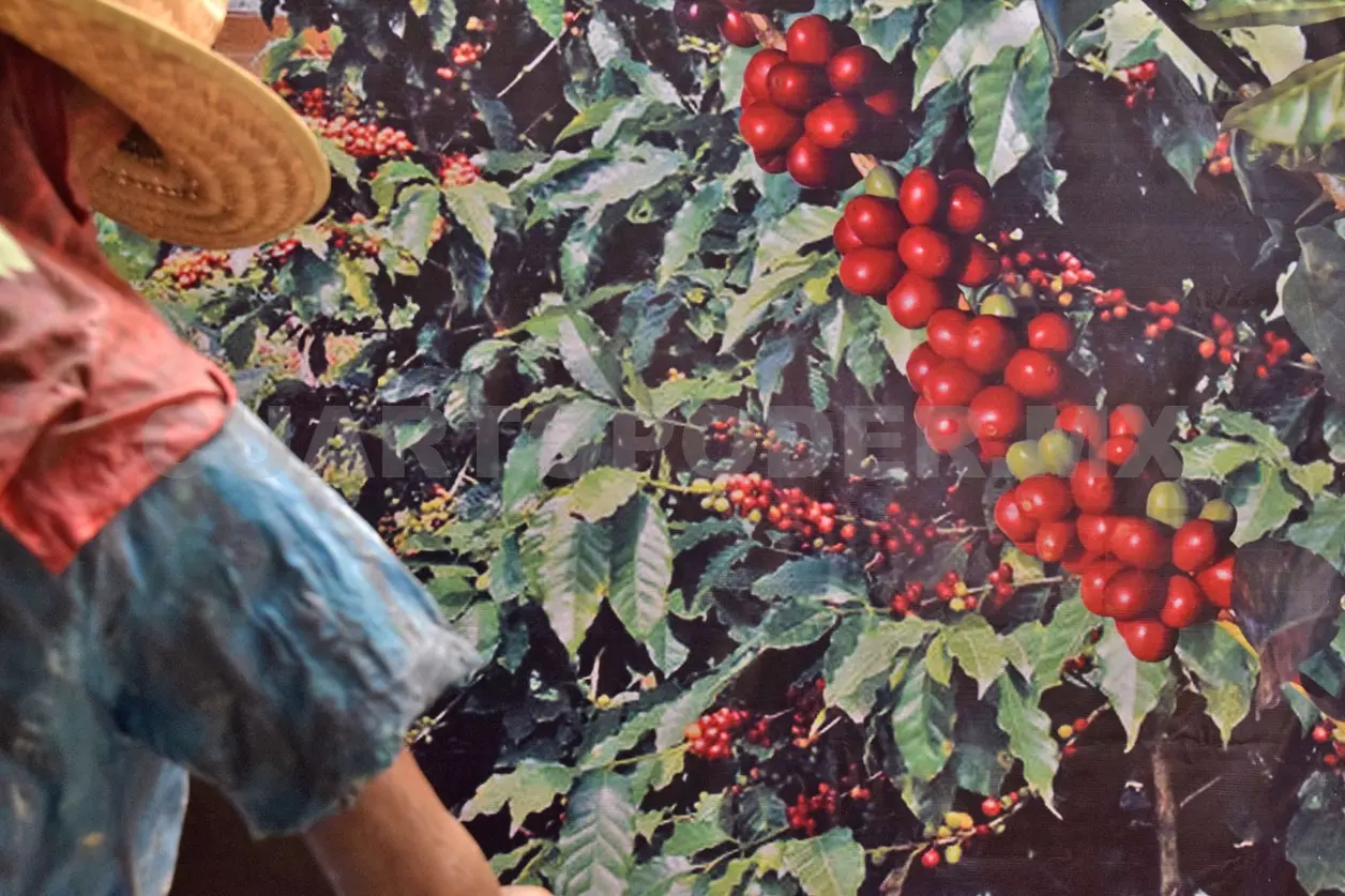 El productor dijo que un precio de garantía ayudaría a la economía de los pequeños productores de café. Guillermo Ramos / CP 