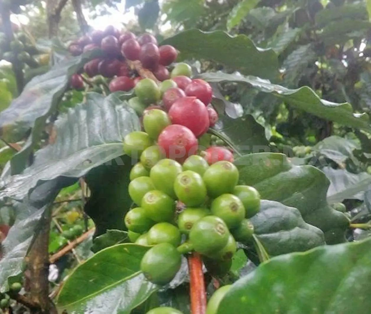 Pese a que el Soconusco es conocido por producir de los mejores granos de café del país, fue excluido del programa federal. Ramón García / CP