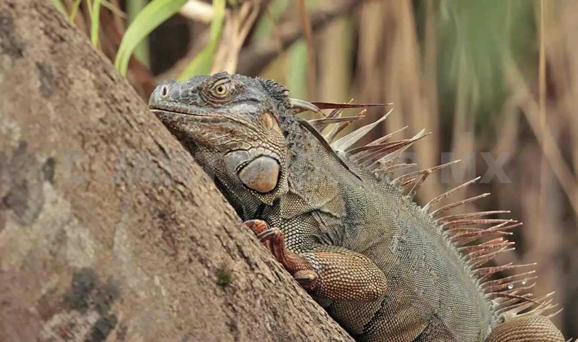 Las iguanas están en un proceso de adaptabilidad. Diego Pérez / CP