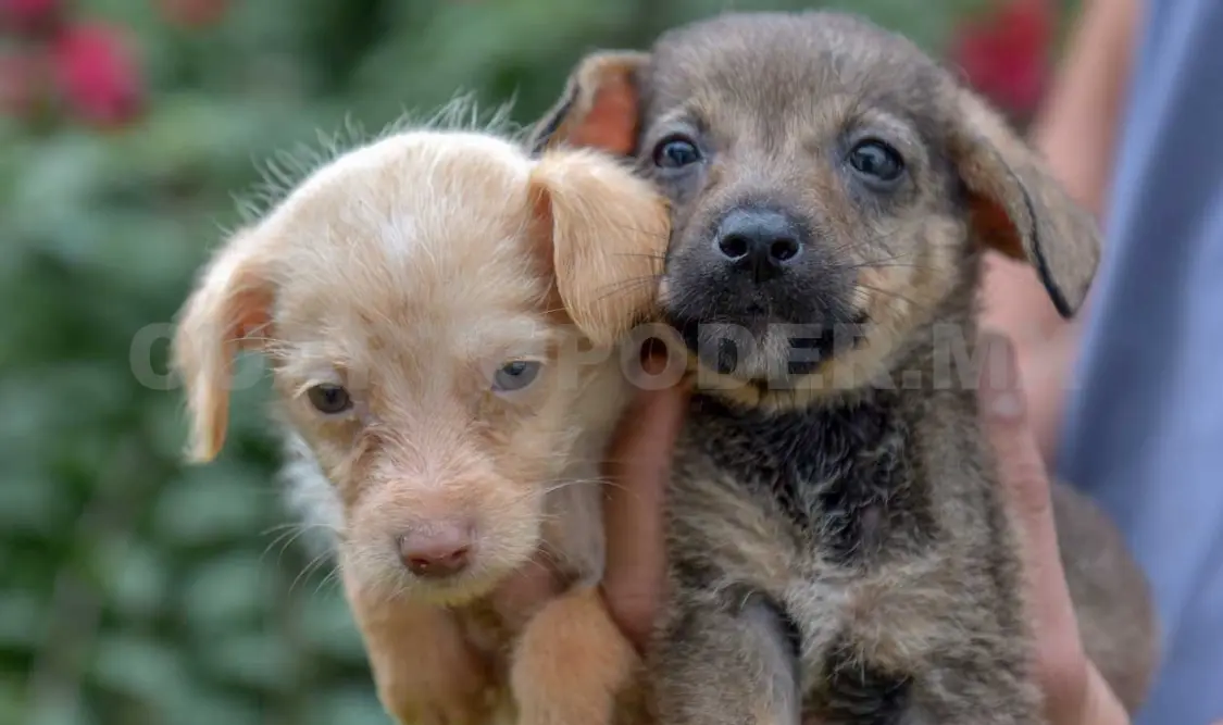 En Tuxtla Gutiérrez se estima que existen más de 120 mil perros sin dueño. Diego Pérez / CP