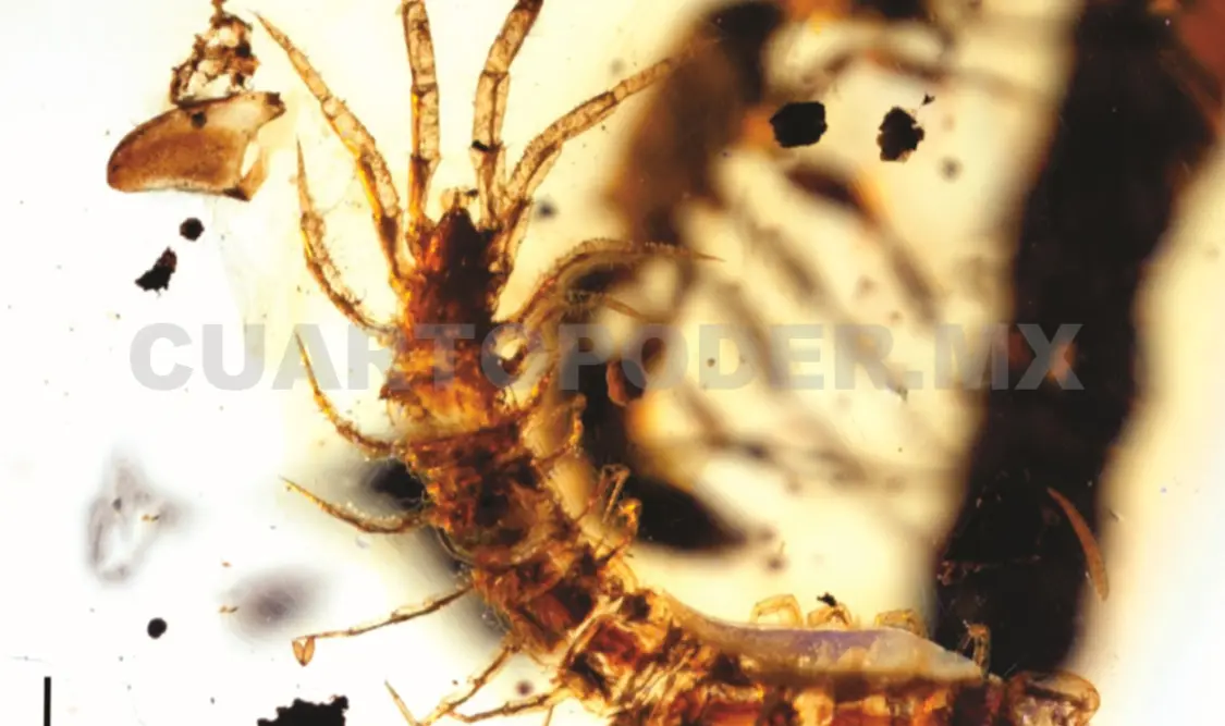 La investigación fue publicada en la revista Paleontología Mexicana. Cortesía