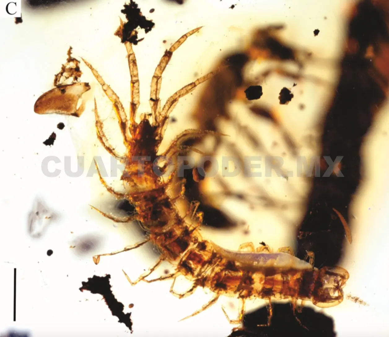 La investigación fue publicada en la revista Paleontología Mexicana. Cortesía