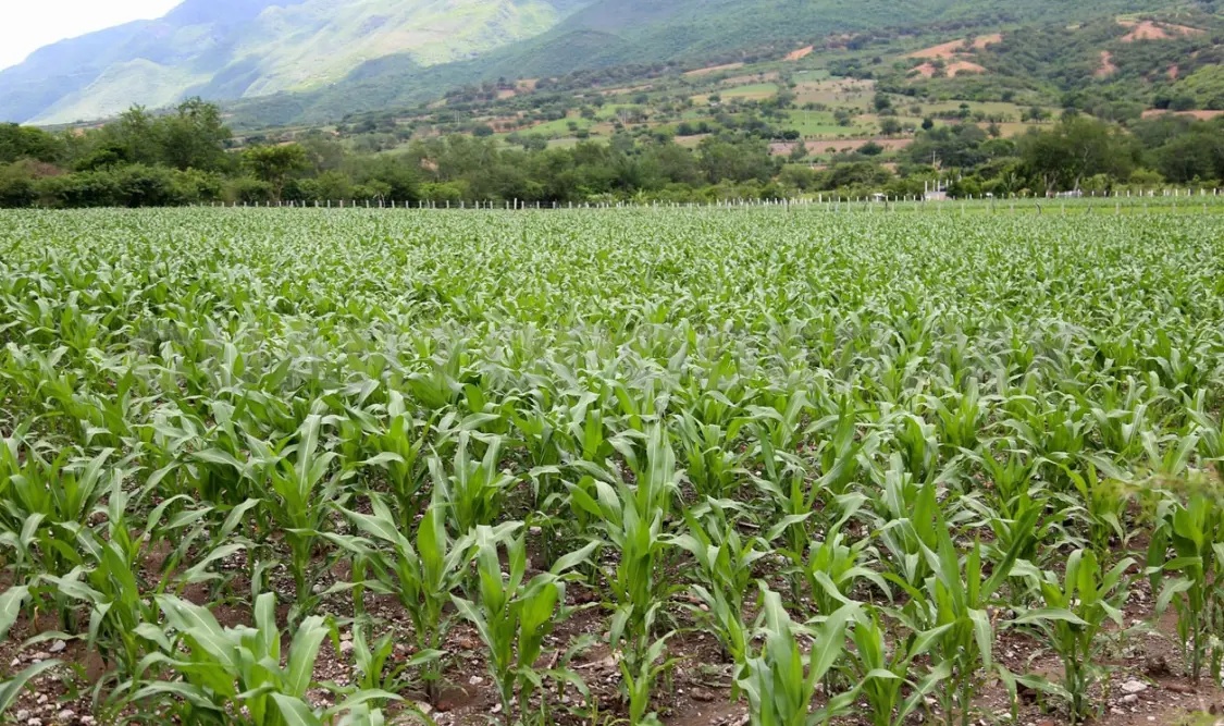 Chiapas es una de las seis entidades que concentran el 54.7 % de la superficie agropecuaria nacional. Diego Pérez / CP
