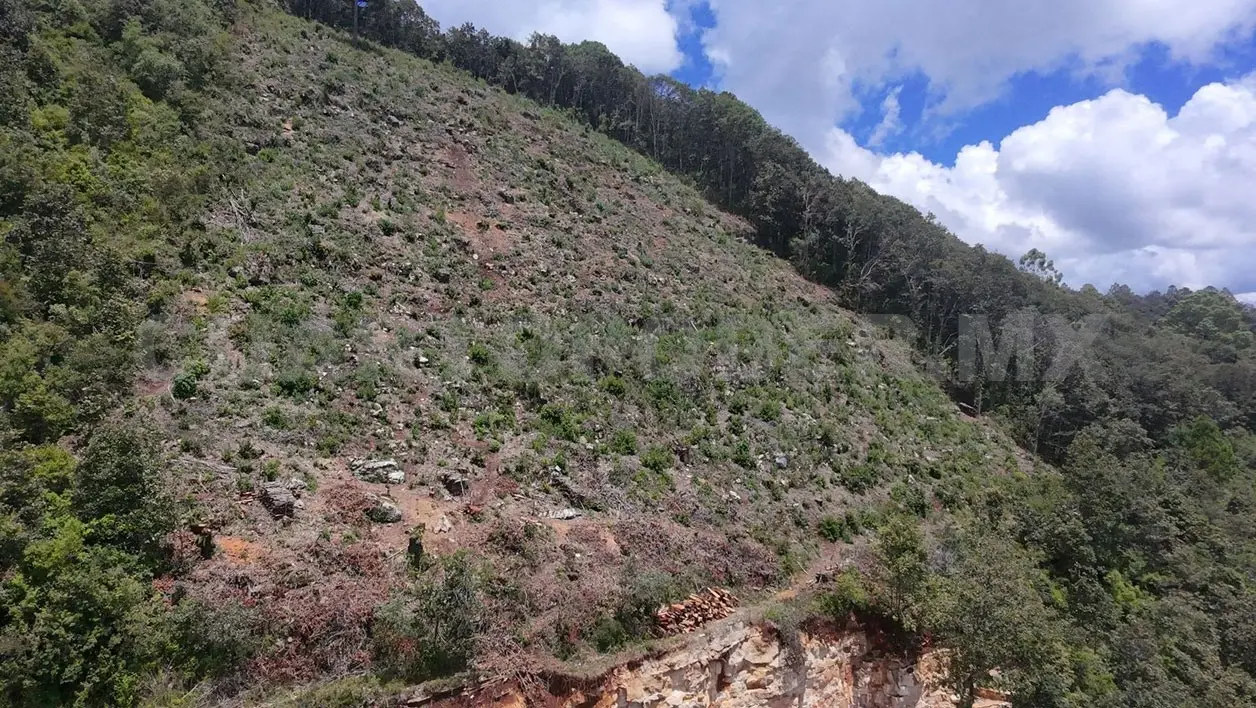 El cambio ilegal del uso de suelo pone en riesgo el equilibrio ecológico. CP