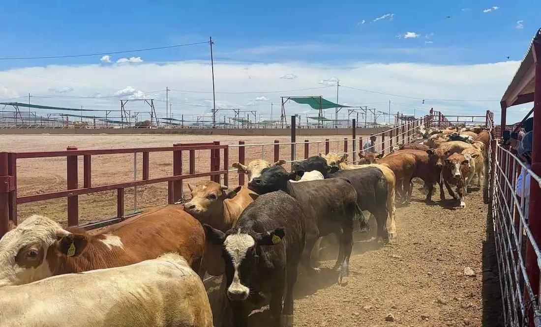 El secretario de Agricultura añadió que se mantiene un diálogo con los productores mexicanos para acordar los puntos de negociación. Cortesía