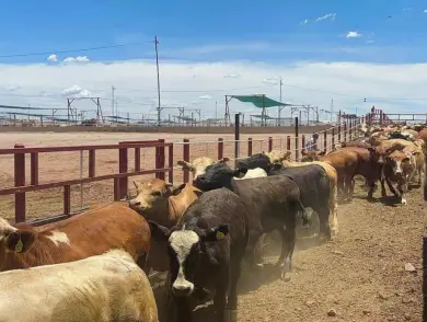 Gusano barrenador está contenido al sur de México