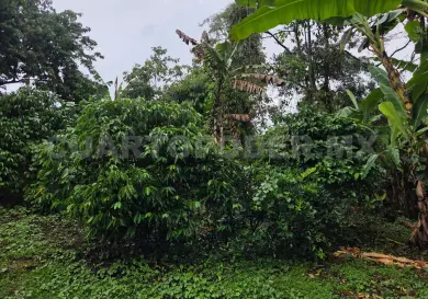 Se pierde el 89 % de la vegetación en el Soconusco