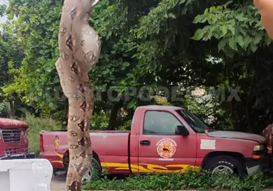 Presencia de reptiles en casas no debe causar pánico