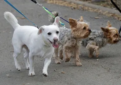 Tuxtla, un espacio amable con animales