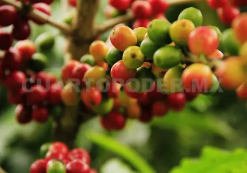 Cerca del 80 % del café chiapaneco es exportado a EE. UU.