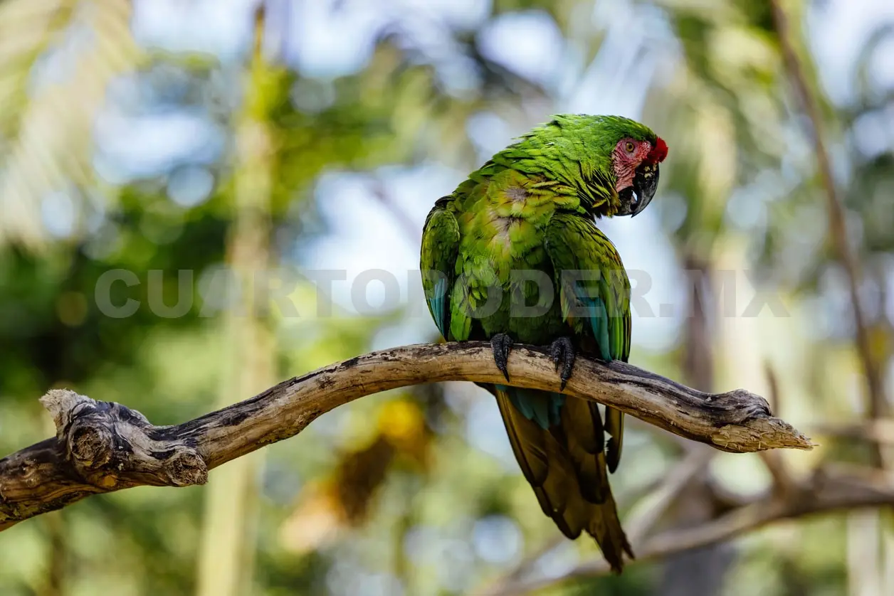 Chiapas: puente vital en la migración de aves