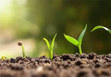 ¿Las plantas sienten dolor? ¿Las plantas sienten dolor?