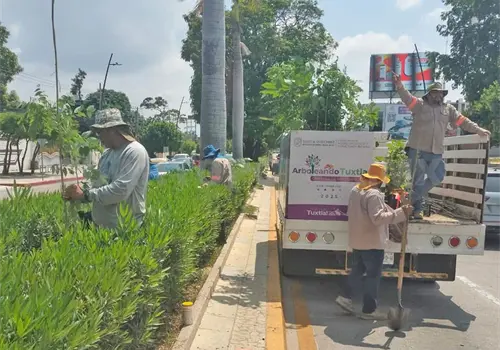 Realizan campaña de reforestación
