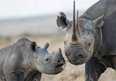 ¿Los rinocerontes están en peligro de extinción? ¿Los rinocerontes están en peligro de extinción?