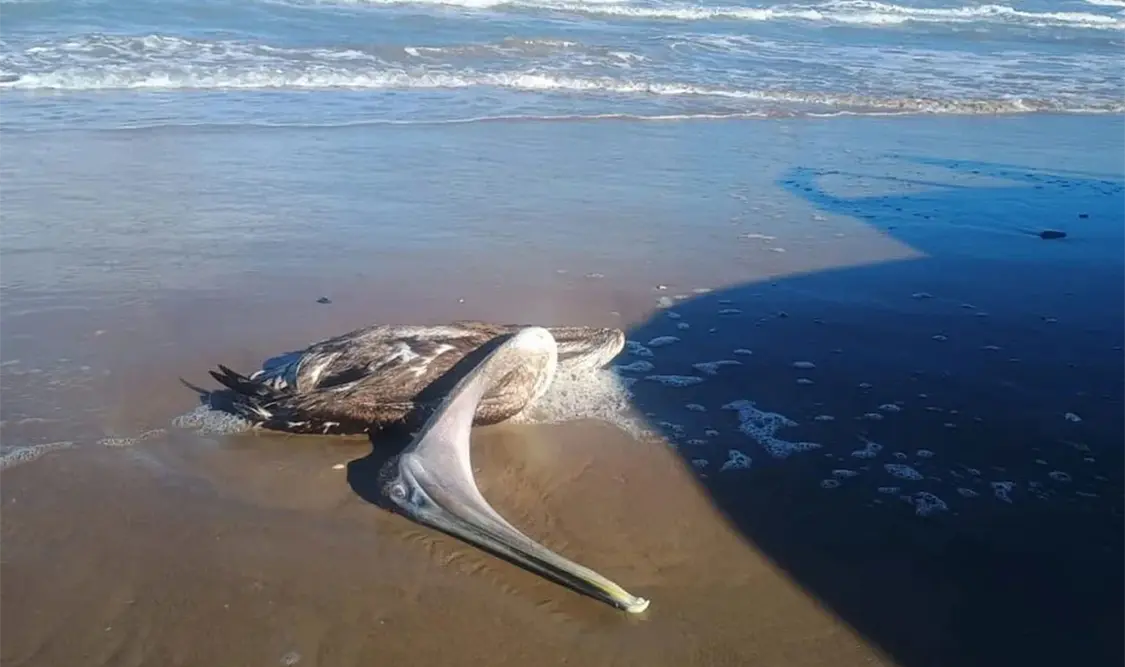Detectan gripe aviar en gaviotas de Playa Bagdad