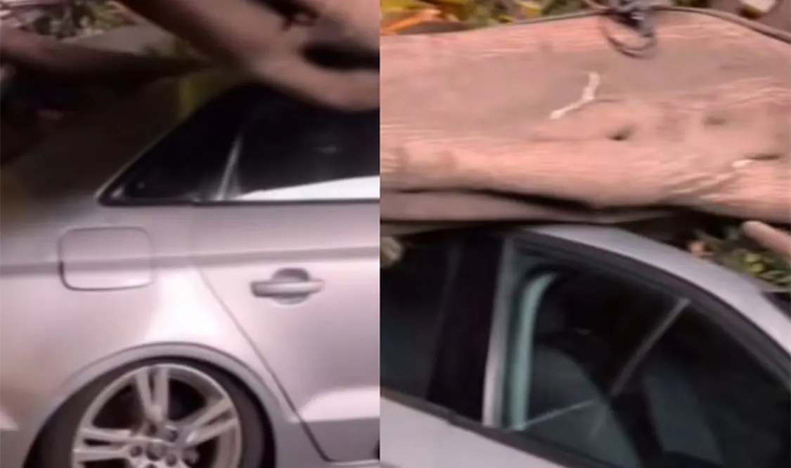 Árbol cae encima del coche de Carmona