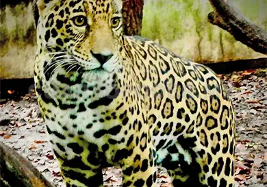 Confirman fallecimiento de jaguar incautado