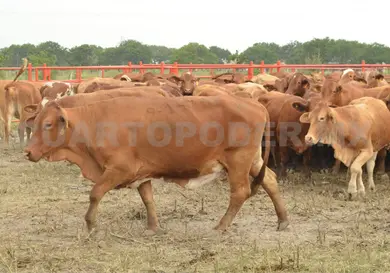 Carne chiapaneca podría colocarse en el mercado mundial
