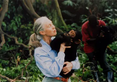 Muere Jane Goodall, la amiga de los chimpancés
