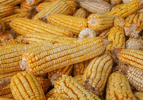 Piden cuidar diversidad genética del maíz; reconocen 64 razas