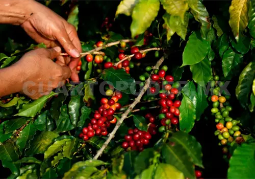 Chiapas: líder cafetero en Mexico y el mundo