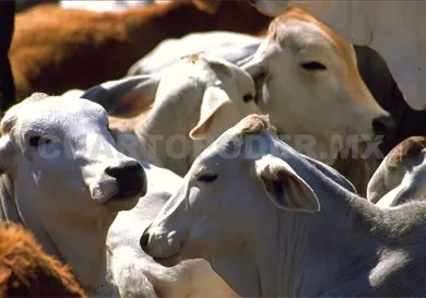 Chiapas es una potencia ganadera en la República